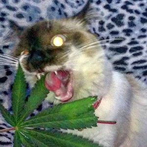 Meet your Posher, Maggie